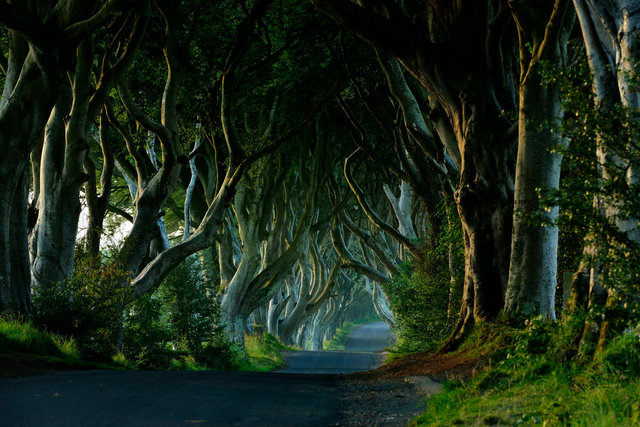 Dark Hedges, Irlande