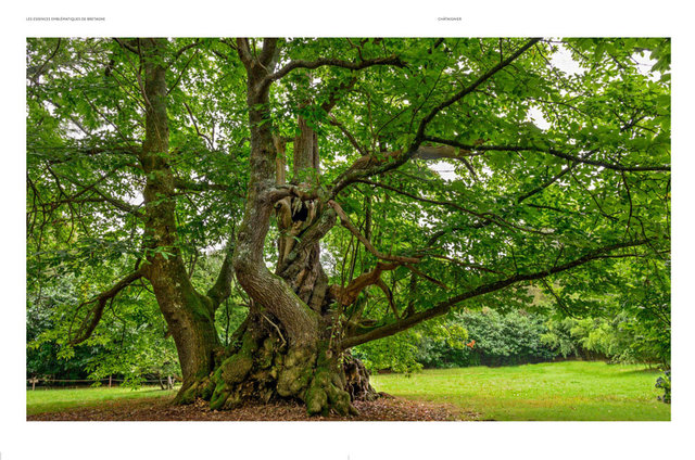 MAQ_ARBRES3-13.jpg