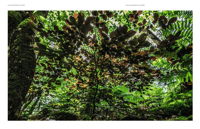 MAQ_ARBRES3-5.jpg