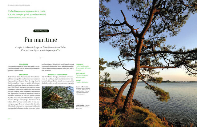 MAQ_ARBRES3-9.jpg