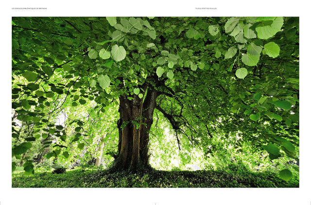 MAQ_ARBRES3-15.jpg