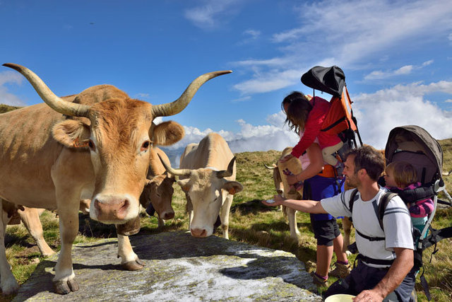 Vaches de race béarnaise en estive, en Vallée d’Ossau ‐ Pyrénées‐Atlantiques