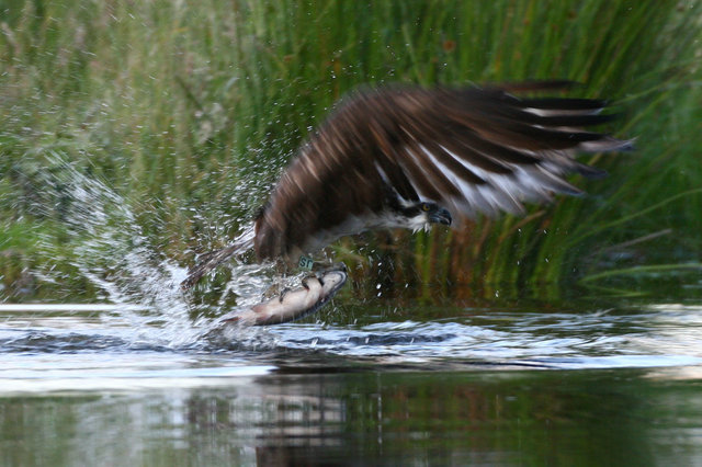 Osprey