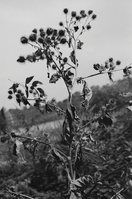 xp2_198.jpg