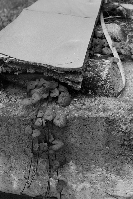 XP2_0903pc1.jpg