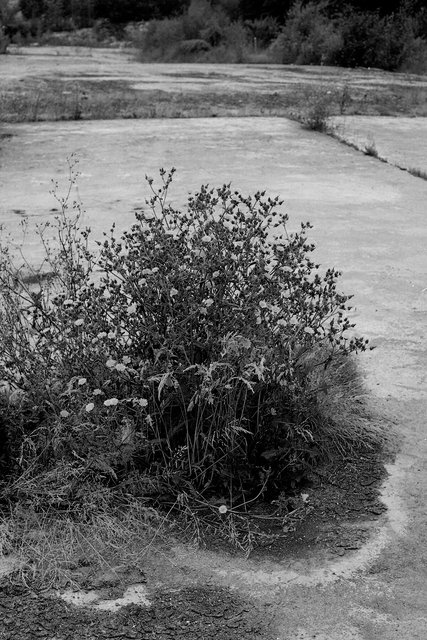 xp2_753ps.jpg