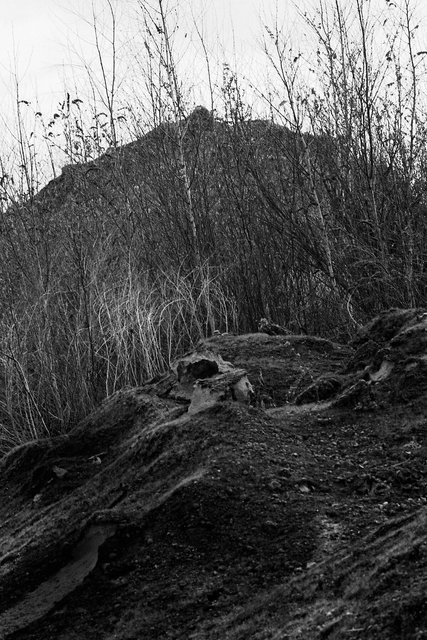 xp2_575cr.jpg