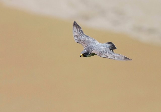 Peregrine falcon