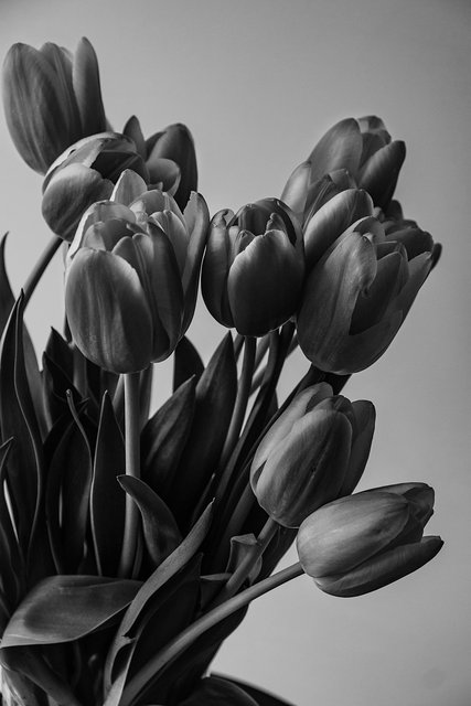 Tulips