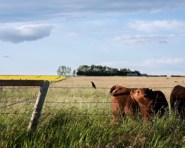 JohnFPeters_WEB_ALBERTA_34.JPG