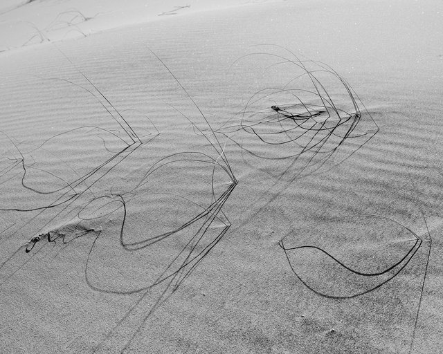 JohnFPeters_DUNES_032.JPG