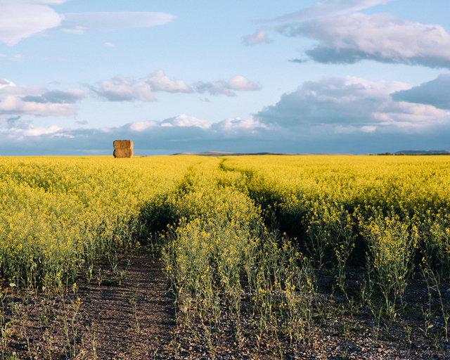 JohnFPeters_WEB_ALBERTA_21.JPG