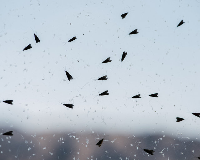 JohnFPeters_WEB_Caddisflies_03.jpg