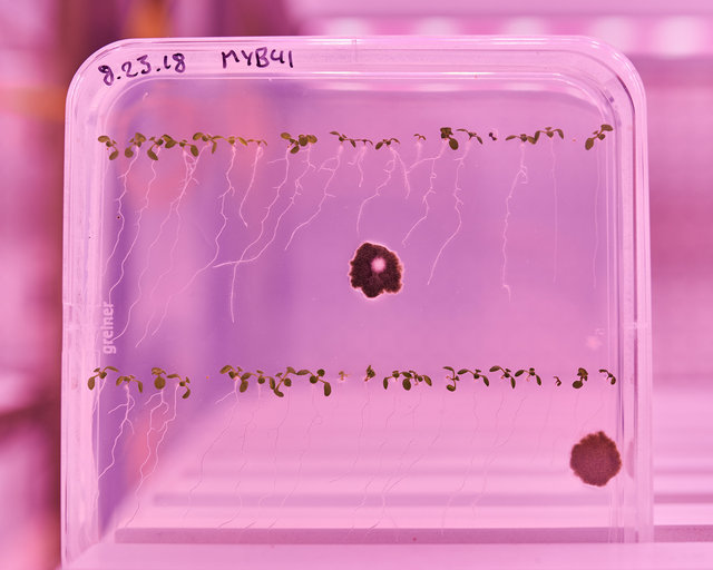 JohnFPeters_WEB_SALK_014.JPG