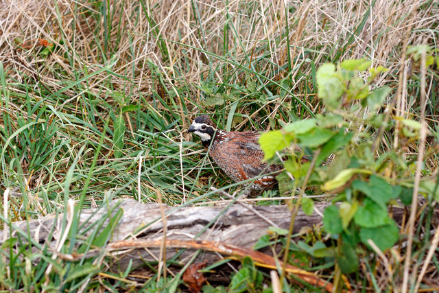 Northern Bobwhite Quail, southern Ohio