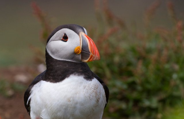 Puffin