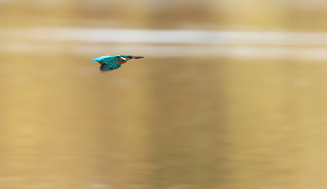 Kingfisher
