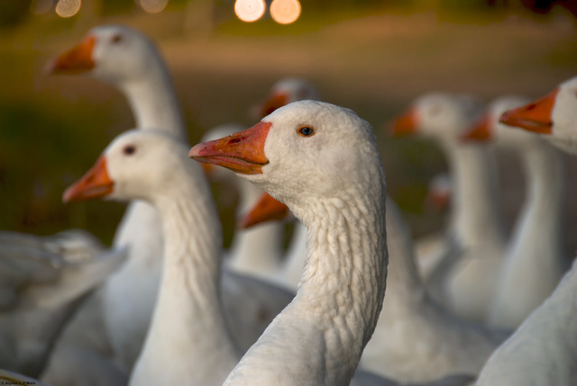 White Geese, Cambridge, MA