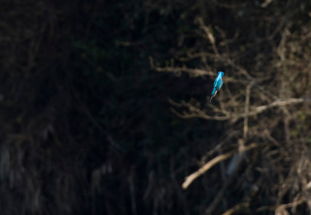 Kingfisher