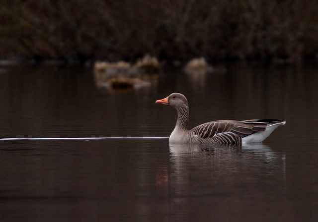 Grauwe gans