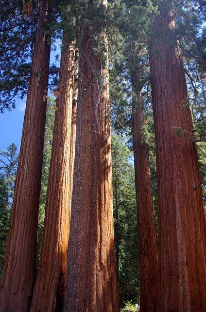 General Grant grove (1) VB.JPG