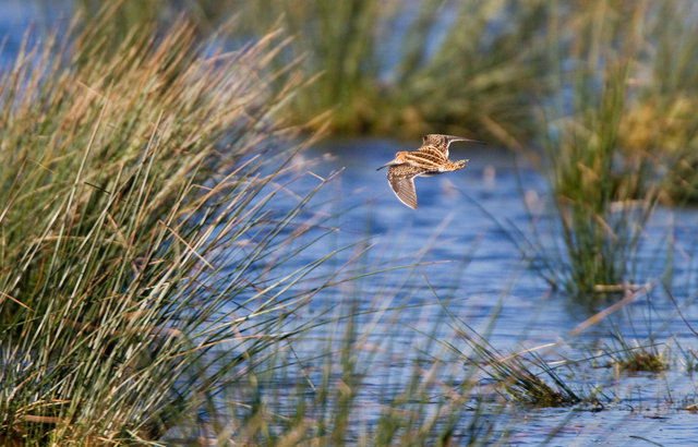 Snipe