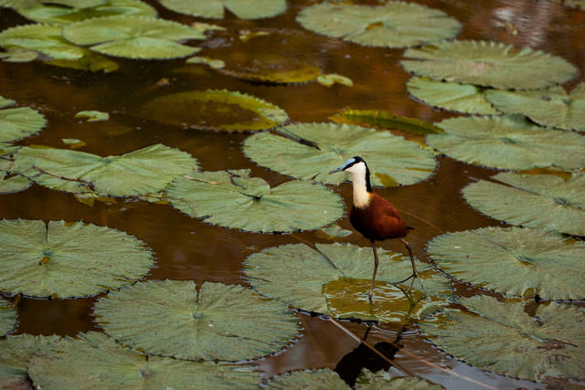 African Jacana