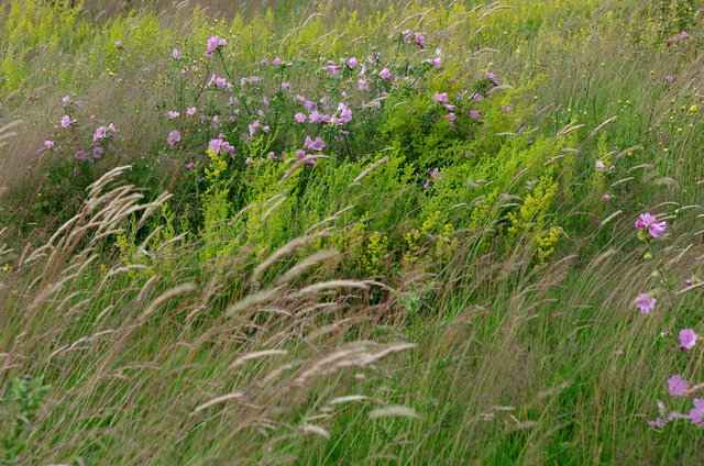 Lea Valley Flowers (2) VB.JPG