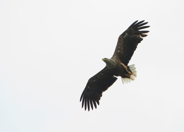 White-tailed Sea Eagle