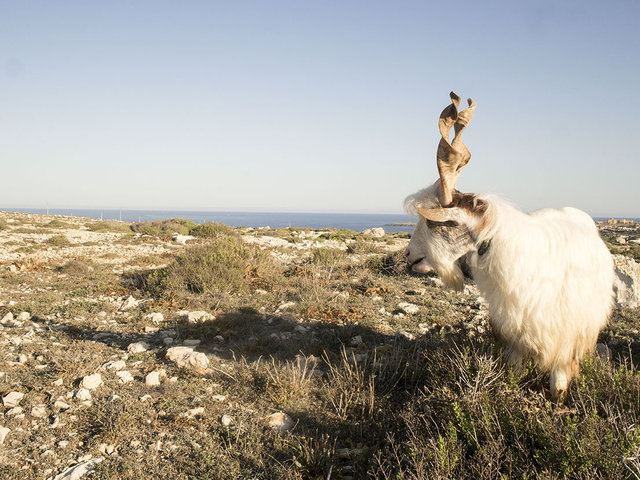 Corna- Lampedusa