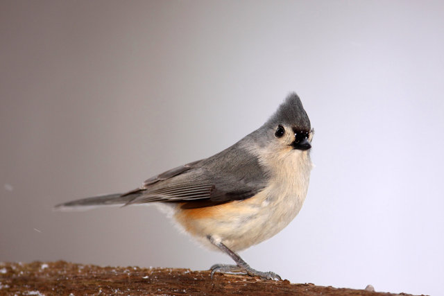 Tufted Titmouse, winter, Ohio