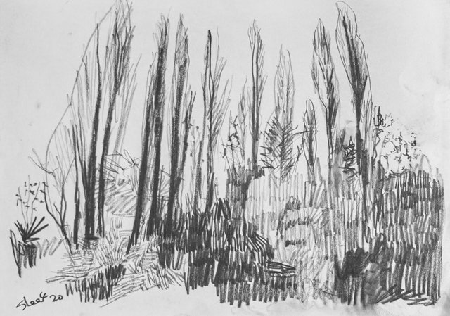 Chorlton Meadows