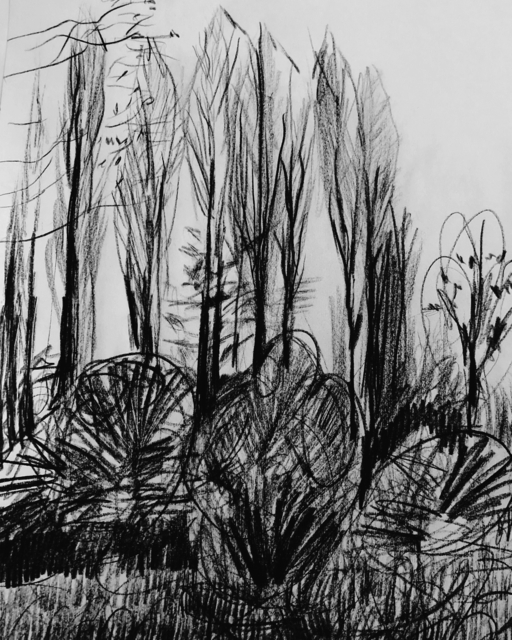Chorlton Meadows