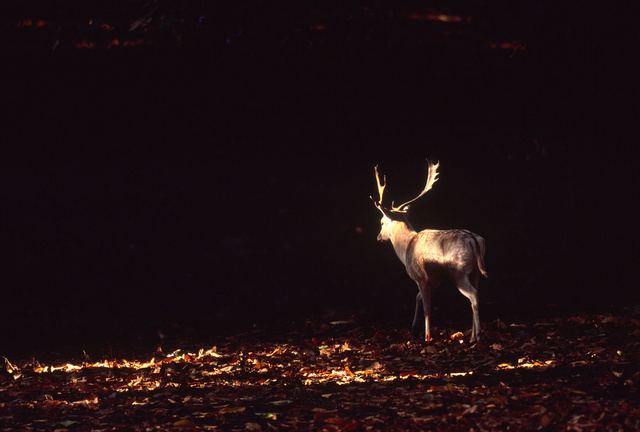 Fallow Deer Buck