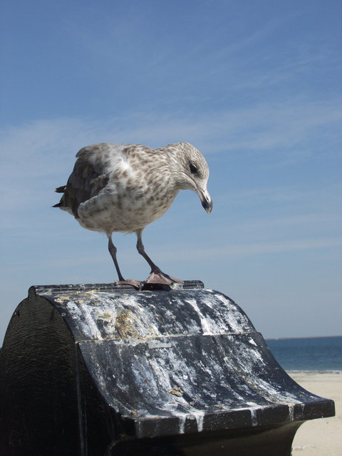 Seagull on Revere Beach