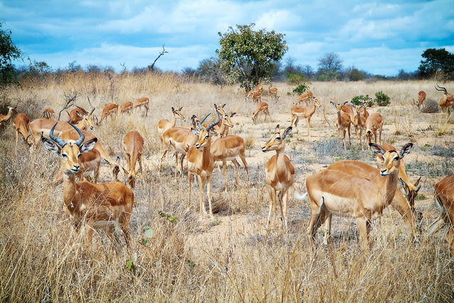 Gazelles