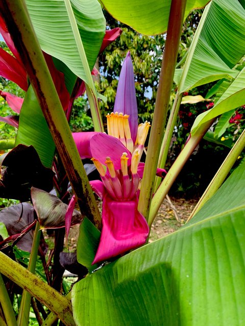 The unique and gorgeous 'flower banana'