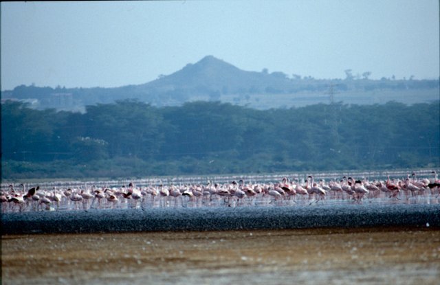 Lake Nakuru