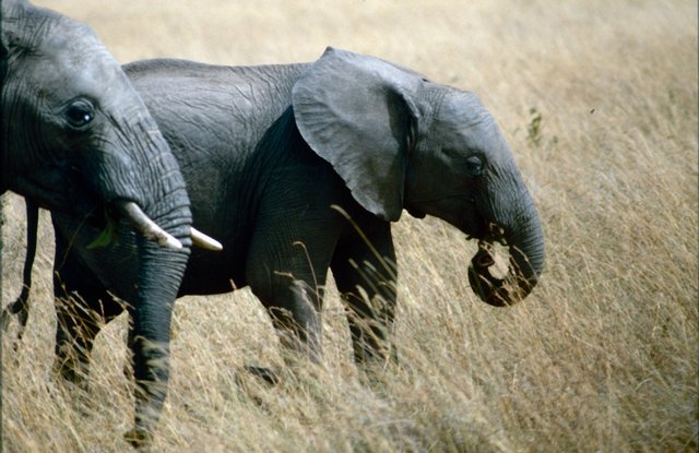 Masai Mara National Park