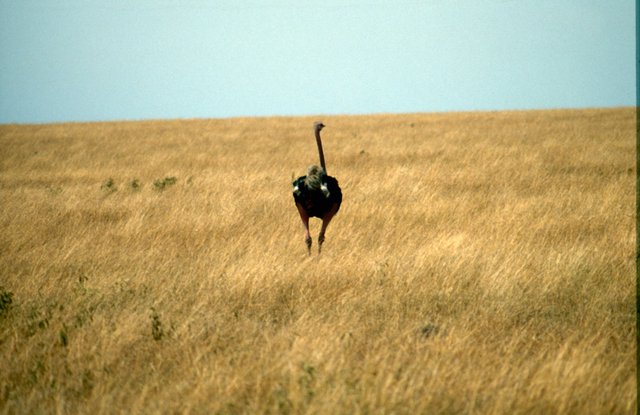 Masai Mara National Park