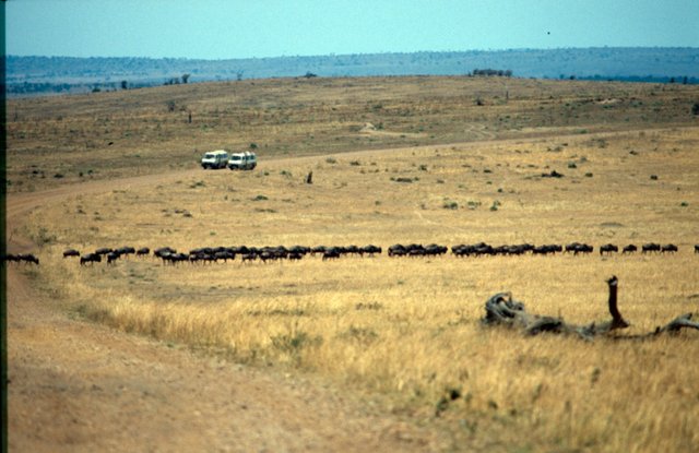 Masai Mara National Park