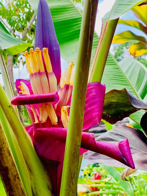 The unique and gorgeous 'flower banana'