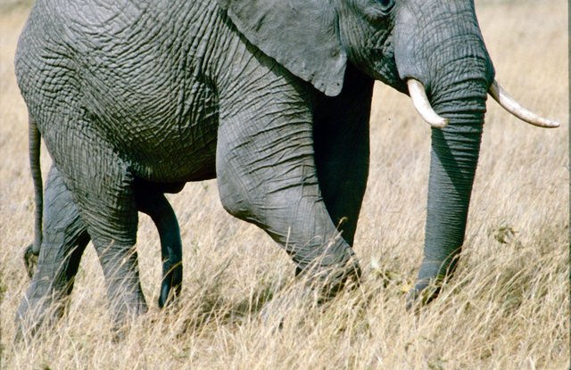 Masai Mara National Park