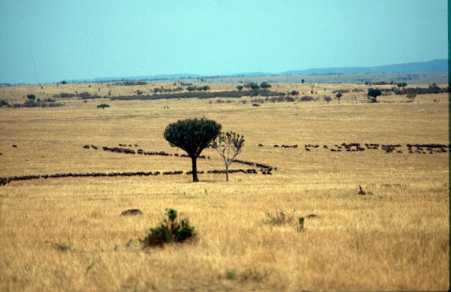 Masai Mara National Park