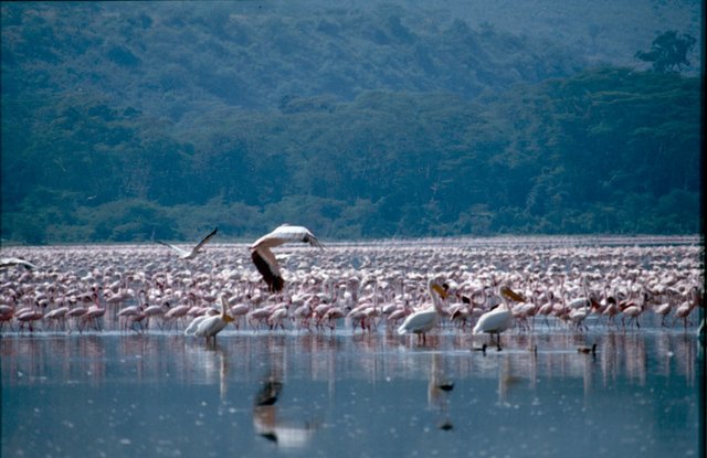 Lake Nakuru