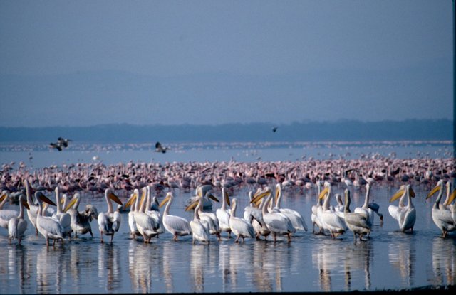 Lake Nakuru