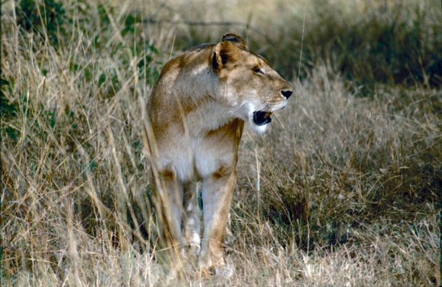 Masai Mara National Park