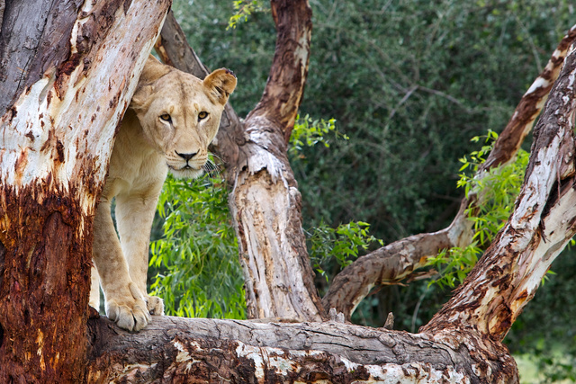 Lioness Sth Africa