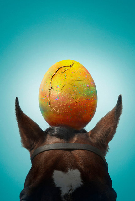 horse head8_cover.jpg