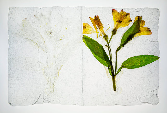 yellow alstroemeria